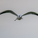 Gull in flight