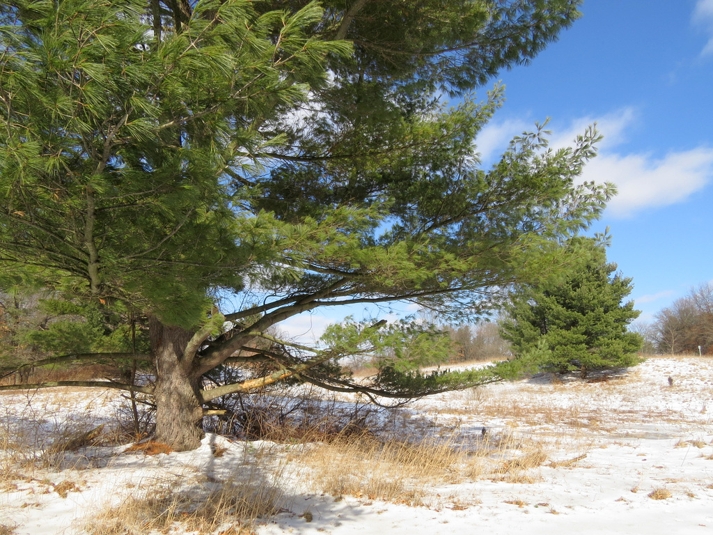 50-year old White Pine