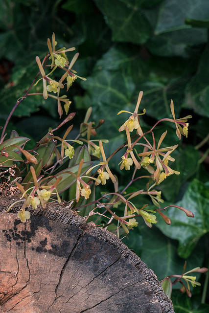 Epidendrum magnoliae (Green-fly orchid)