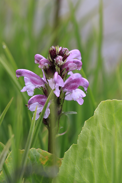 Alpine Lousewort