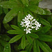 20210511 0170CPw [D~LIP] Waldmeister (Galium odoratum), Bad Salzuflen