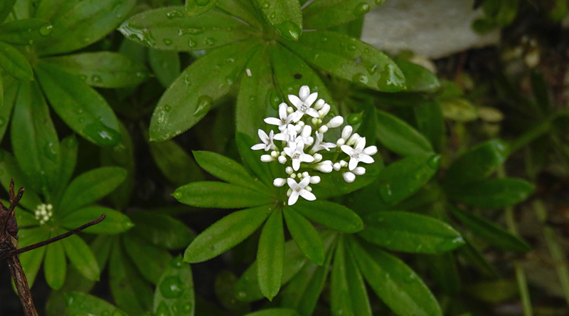 20210511 0170CPw [D~LIP] Waldmeister (Galium odoratum), Bad Salzuflen