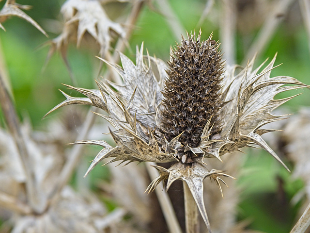 Silver Thistle (Eryngium Giganteum) Seedhead