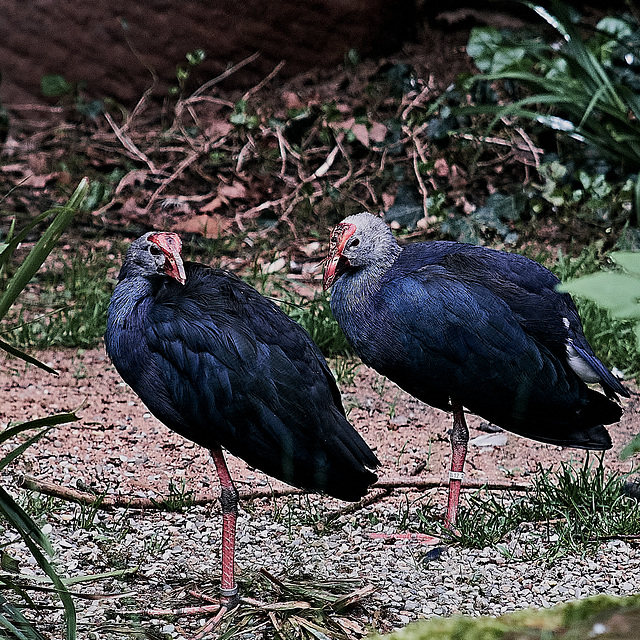 Tiergarten Nürnberg
