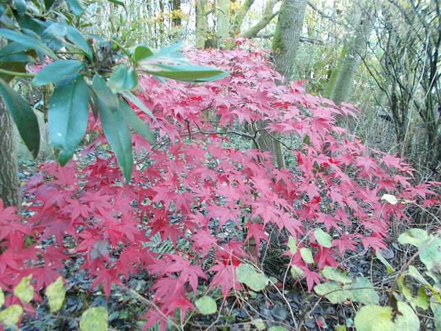 gdn - Acer colours