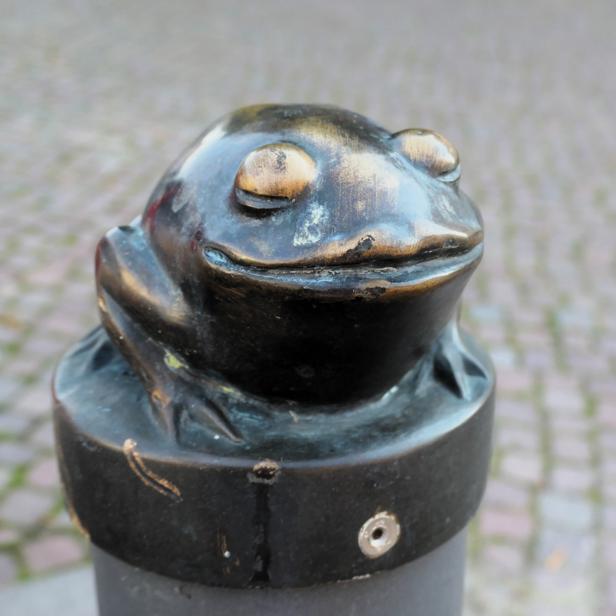 Pollerfrosch