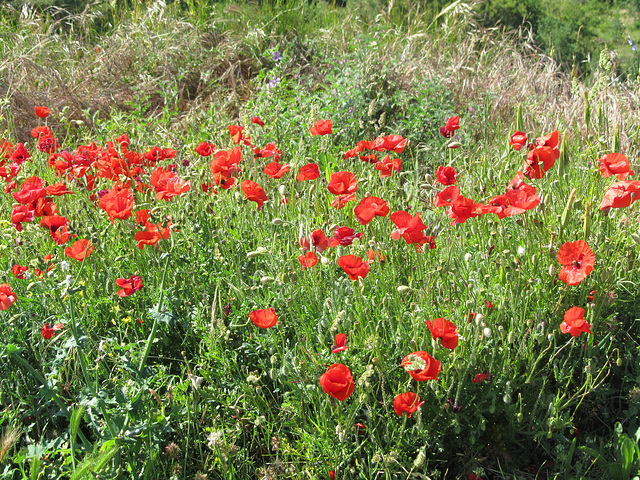 Coquelicot