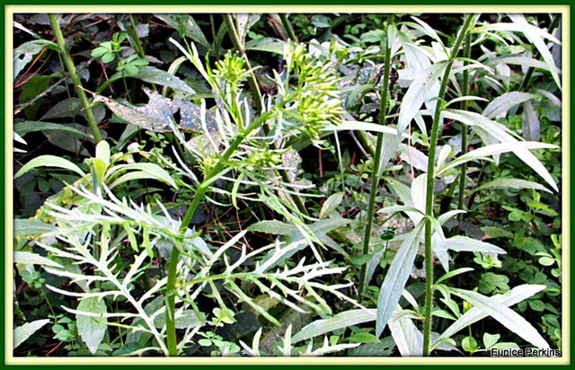 Weeds of the Forest