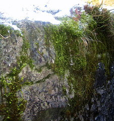 Mur végétal
