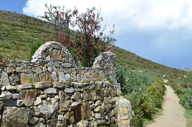 Bolivia, Flower Bush on the Island of the Sun in the Lake of Titicaca