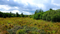 BE - Jalhay - Fagnes de Polleur