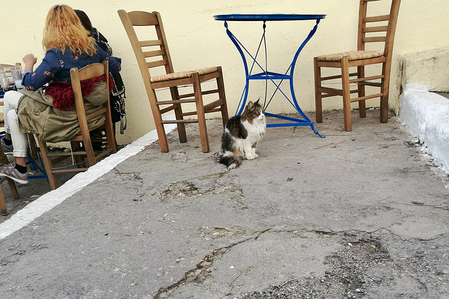 Athens 2020 – Cat waiting for customers