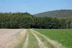 Weg zum Klimaschutzwald