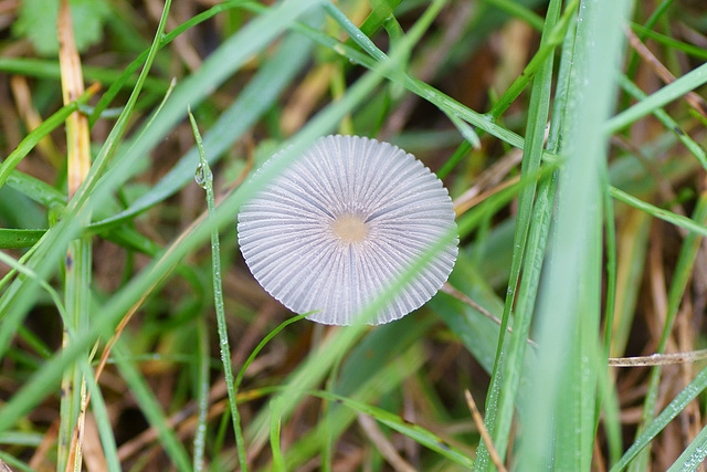 Kleiner Pilz im hohen Gras