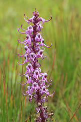 Elephant's-head Lousewort