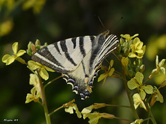 PAPILLON