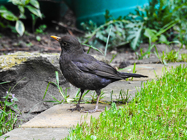 20210511 0173CPw [D~LIP] Amsel, Bad Salzuflen