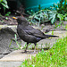 20210511 0173CPw [D~LIP] Amsel, Bad Salzuflen