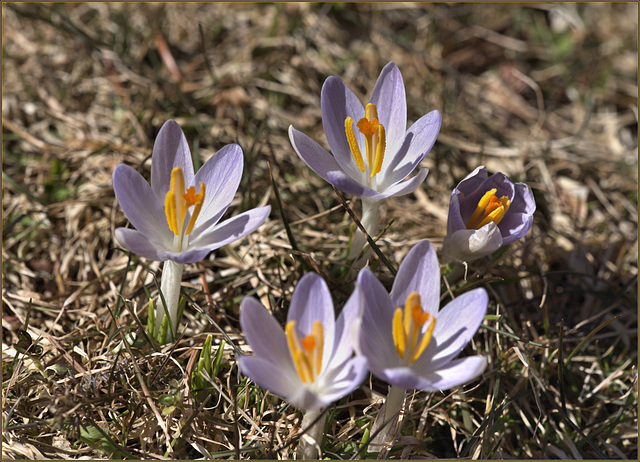 Not the right crocuses