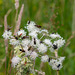 flower and many insects