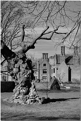 Queen Elizabeth's Oak, Chenies Manor
