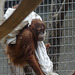 Sumatra-Orang-Utan (Zoo Zürich)