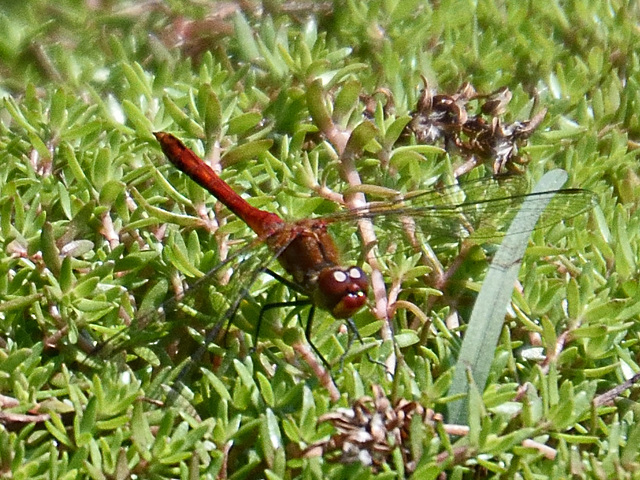 Ruddy Darter m (Sympetrum sanguinem) DSB 0432