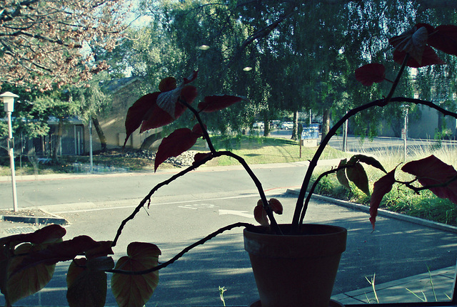 Library window