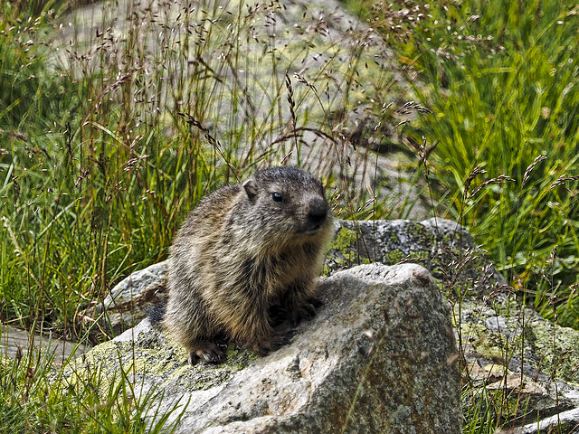 Marmot in the Forcola Valley