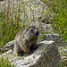 Marmot in the Forcola Valley