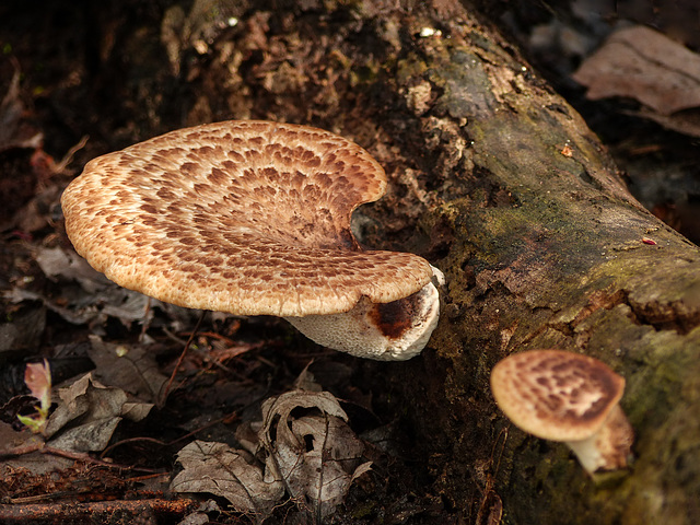 Day 4, fungus, Point Pelee