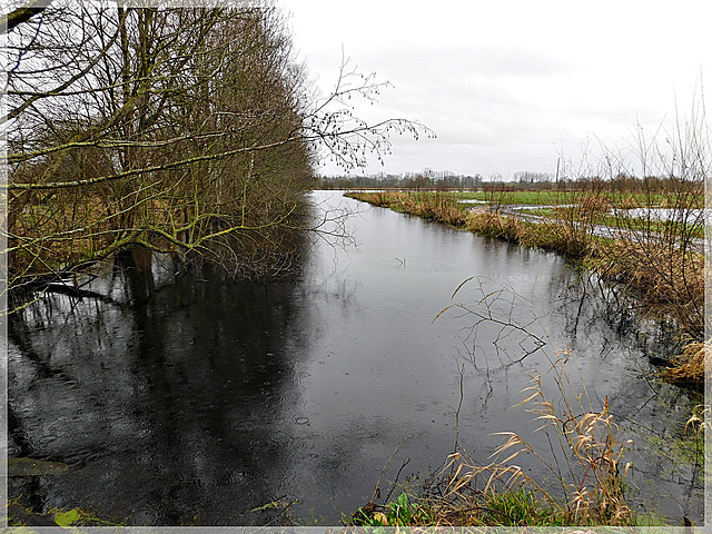 Le marais noir de Saint Coulban à Saint Père (35)