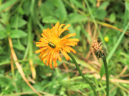 Crépide dorée = Crepis aurea, Astéracées, Sixt-Fer-à-Cheval (Haute-Savoie, France)