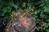 Epidendrum magnoliae (Green-fly orchid)