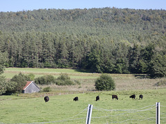 Weide und glückliche Kühe