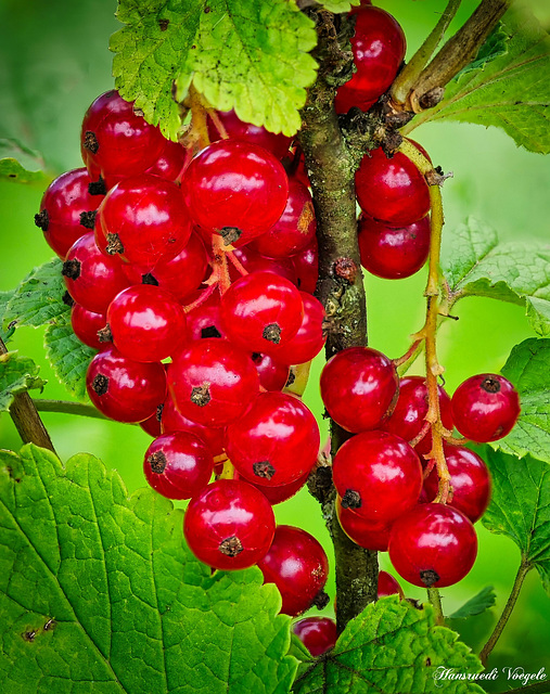 Johannisbeeren