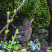 20210511 0174CPw [D~LIP] Amsel [JV], Bad Salzuflen