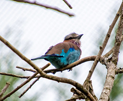Lilac  breasted roller bird