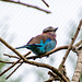 Lilac  breasted roller bird