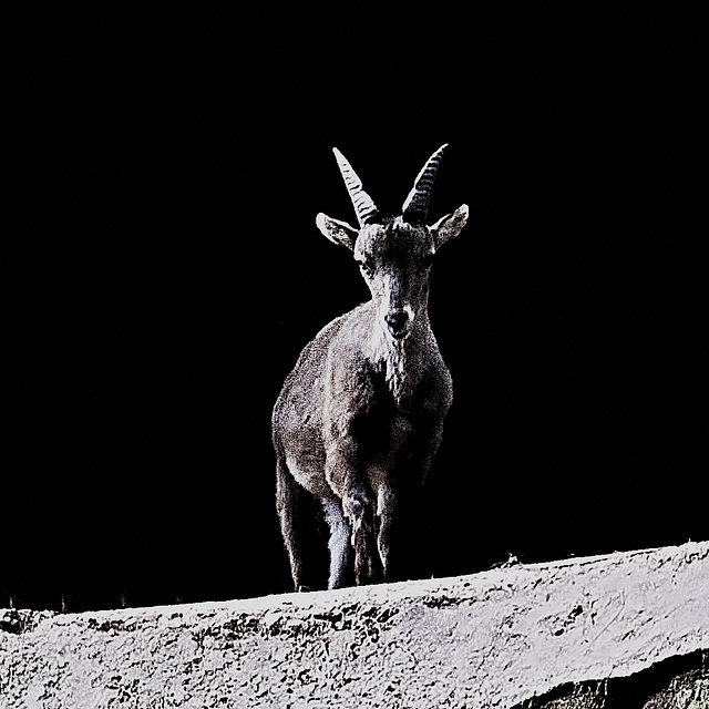 Tiergarten Nürnberg