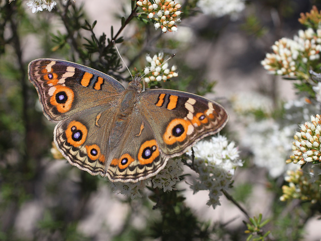 Junonia villida (Meadow Argus)