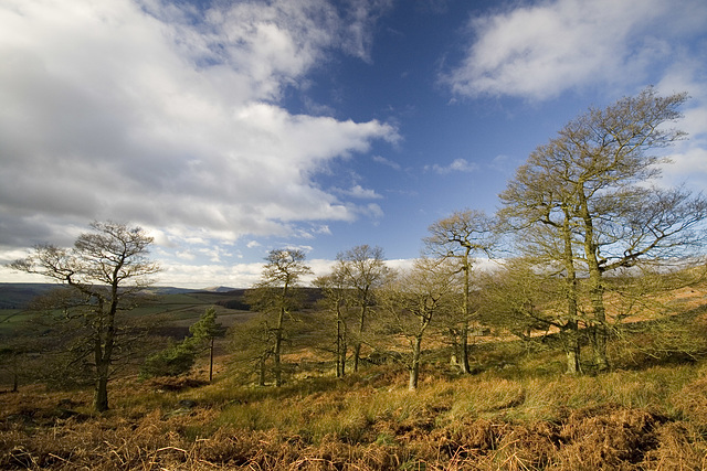 Stanage Plantation view west
