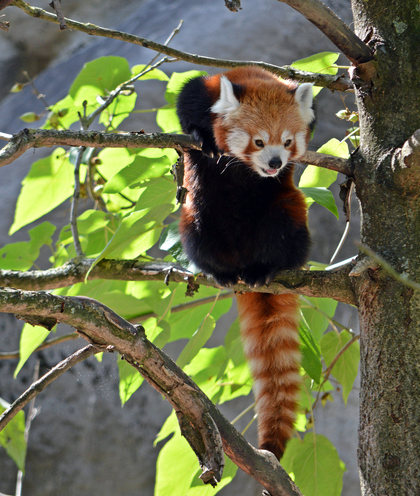 Kleiner Panda