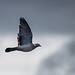 Wood pigeon in flight