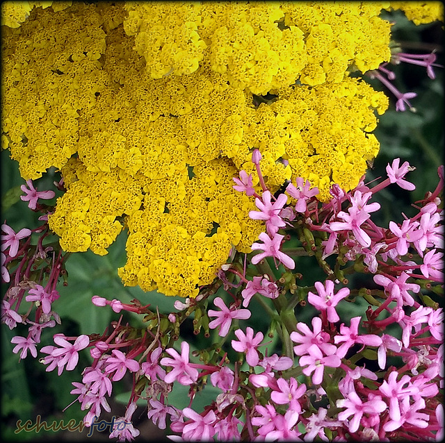 Blumiger Farbkontrast