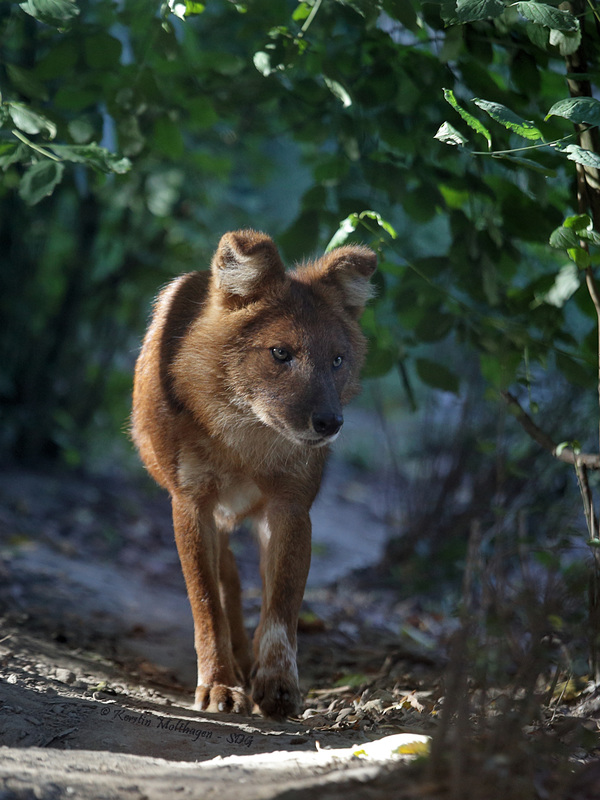 Explored - Asiatischer Rothund (Grüner Zoo Wuppertal)