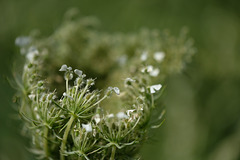 DSCF2275