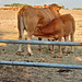 Care for a drink? - HFF!