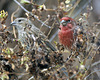 red finches home november 2020 DSC 7987 2