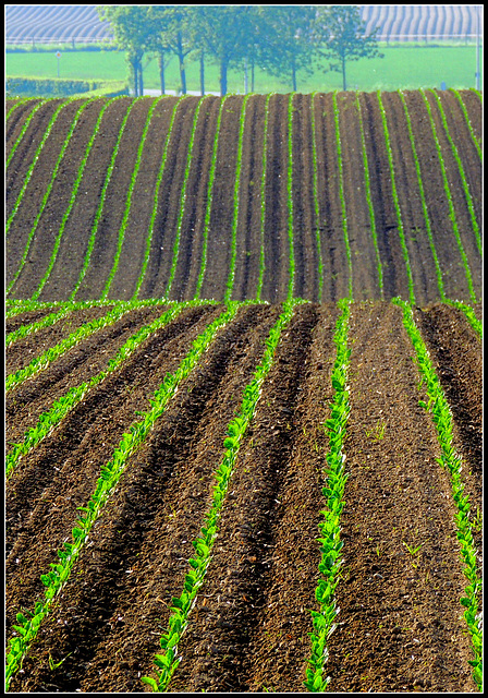 Field Covering